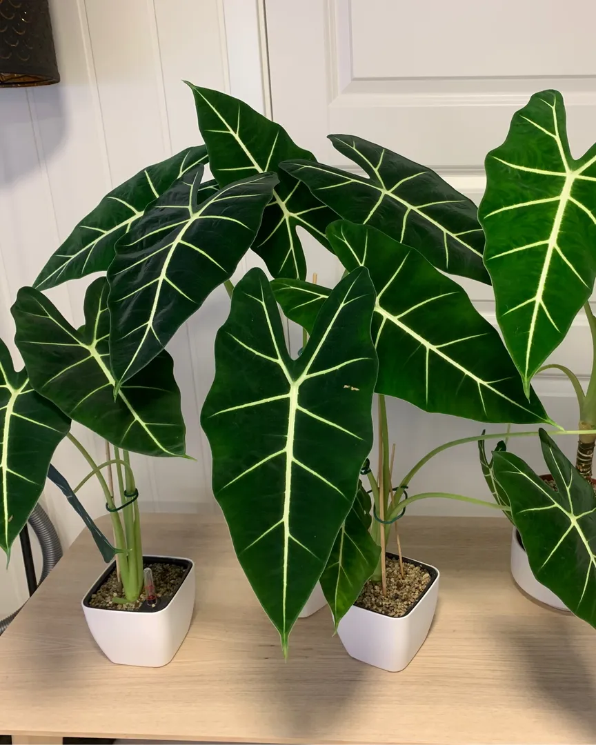 Alocasia Frydek