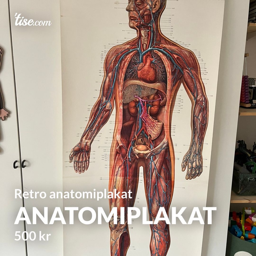 Anatomiplakat