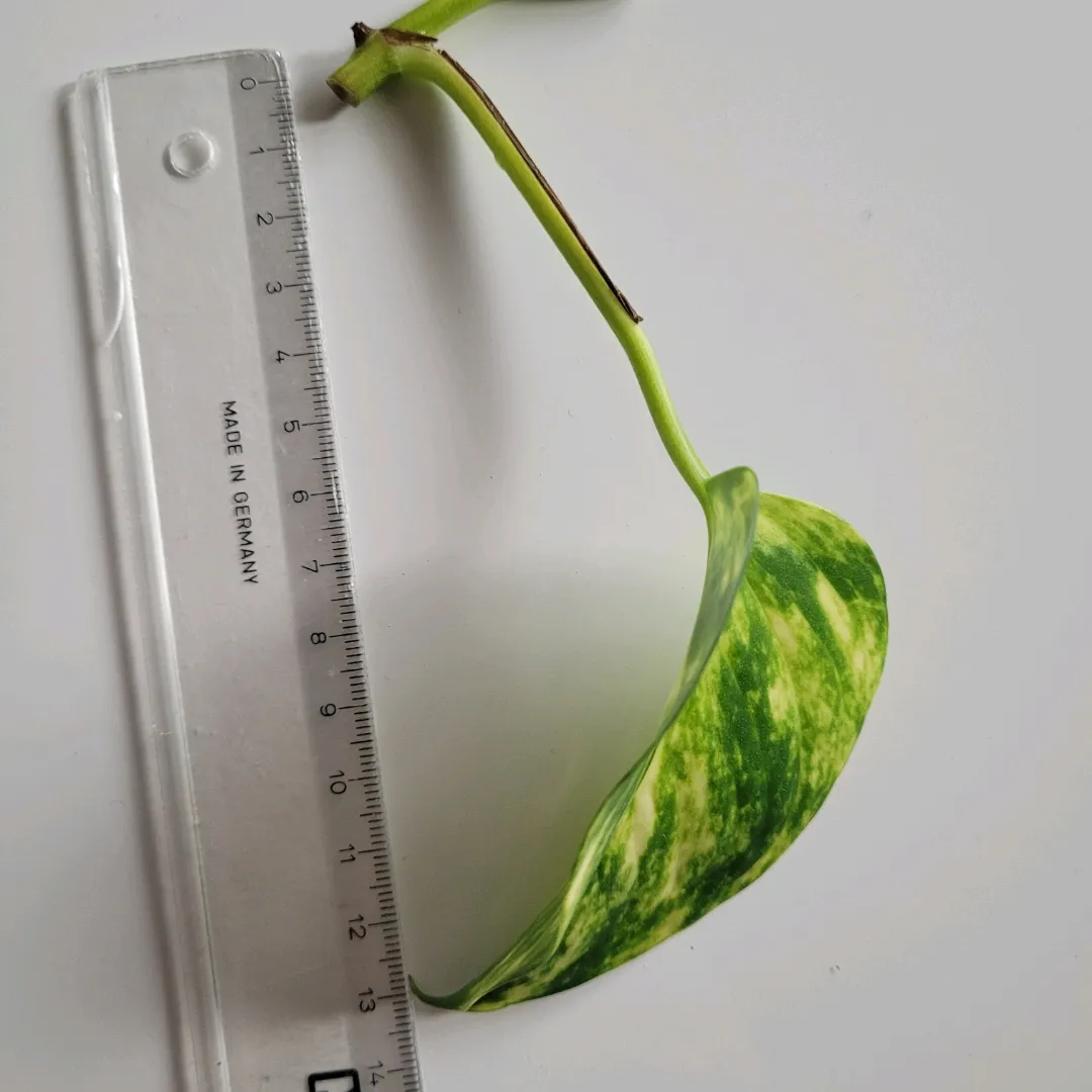 Gullranke Pothos