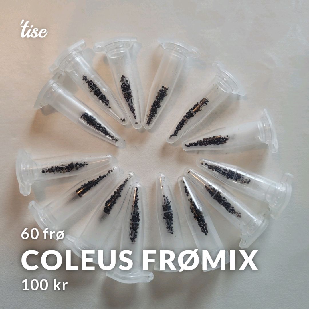 Coleus frømix