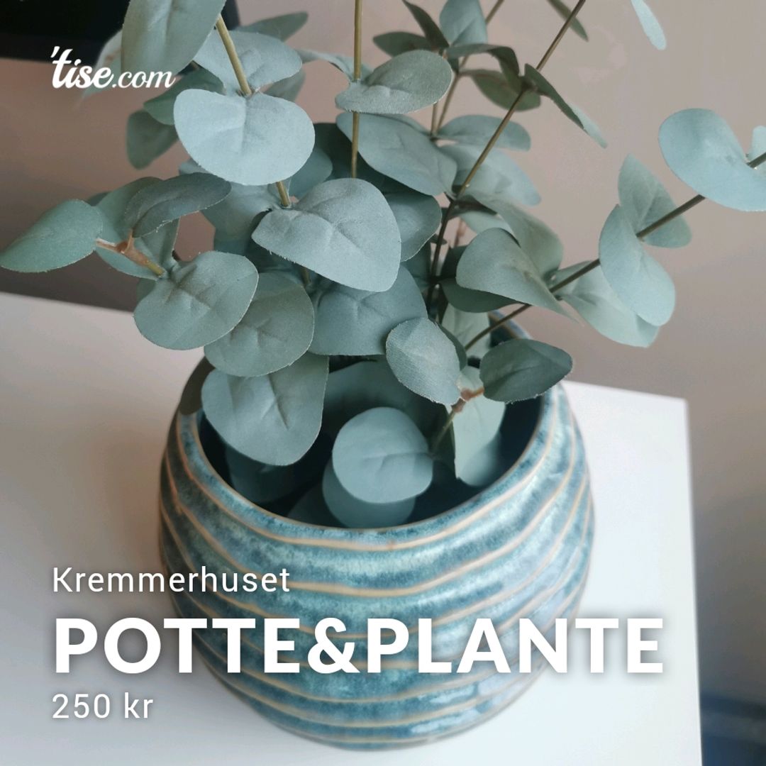 Potteplante