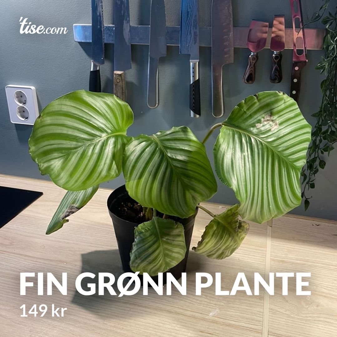 Fin grønn plante