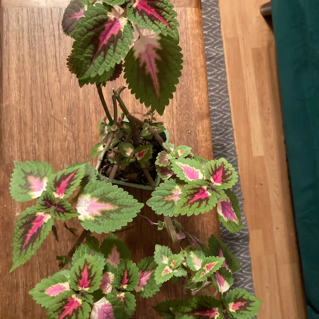 Coleus