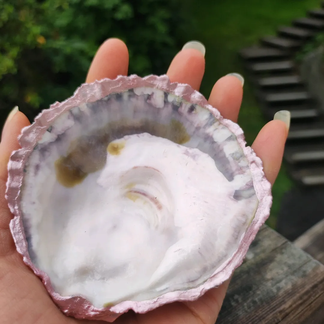 Oyster Shell