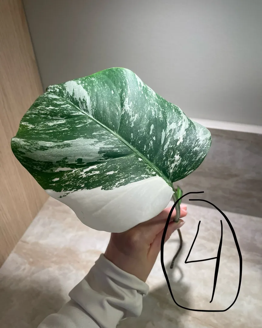 Monstera variegata