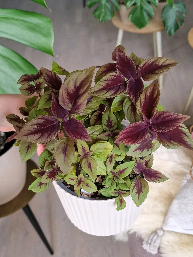 Kameleont Coleus 🌸