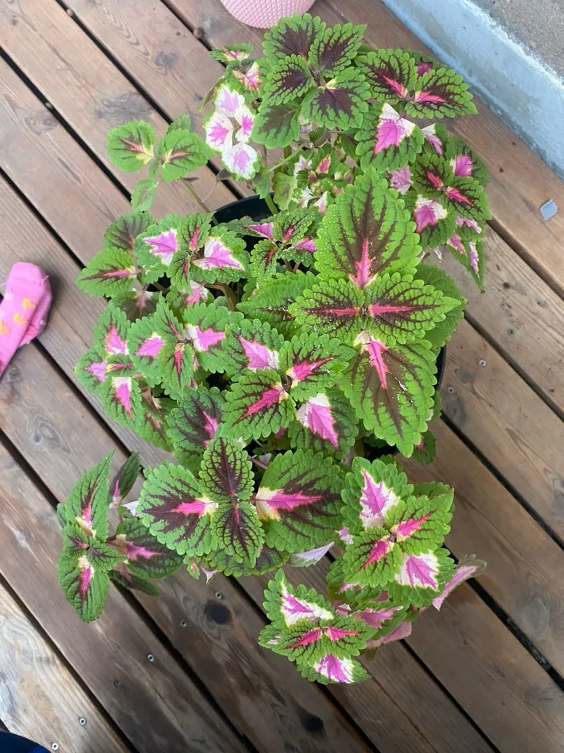 Stor coleus