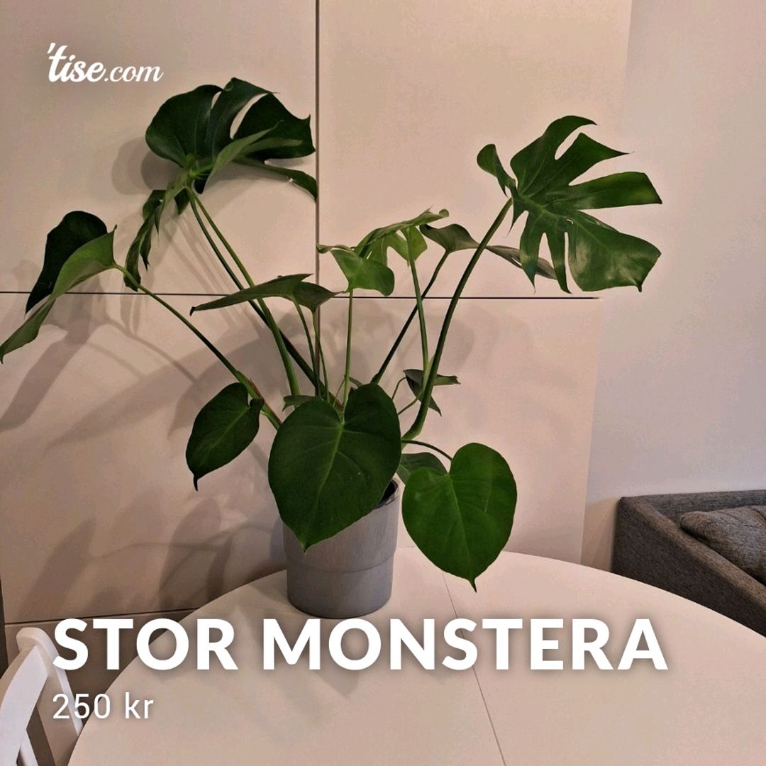 Stor Monstera