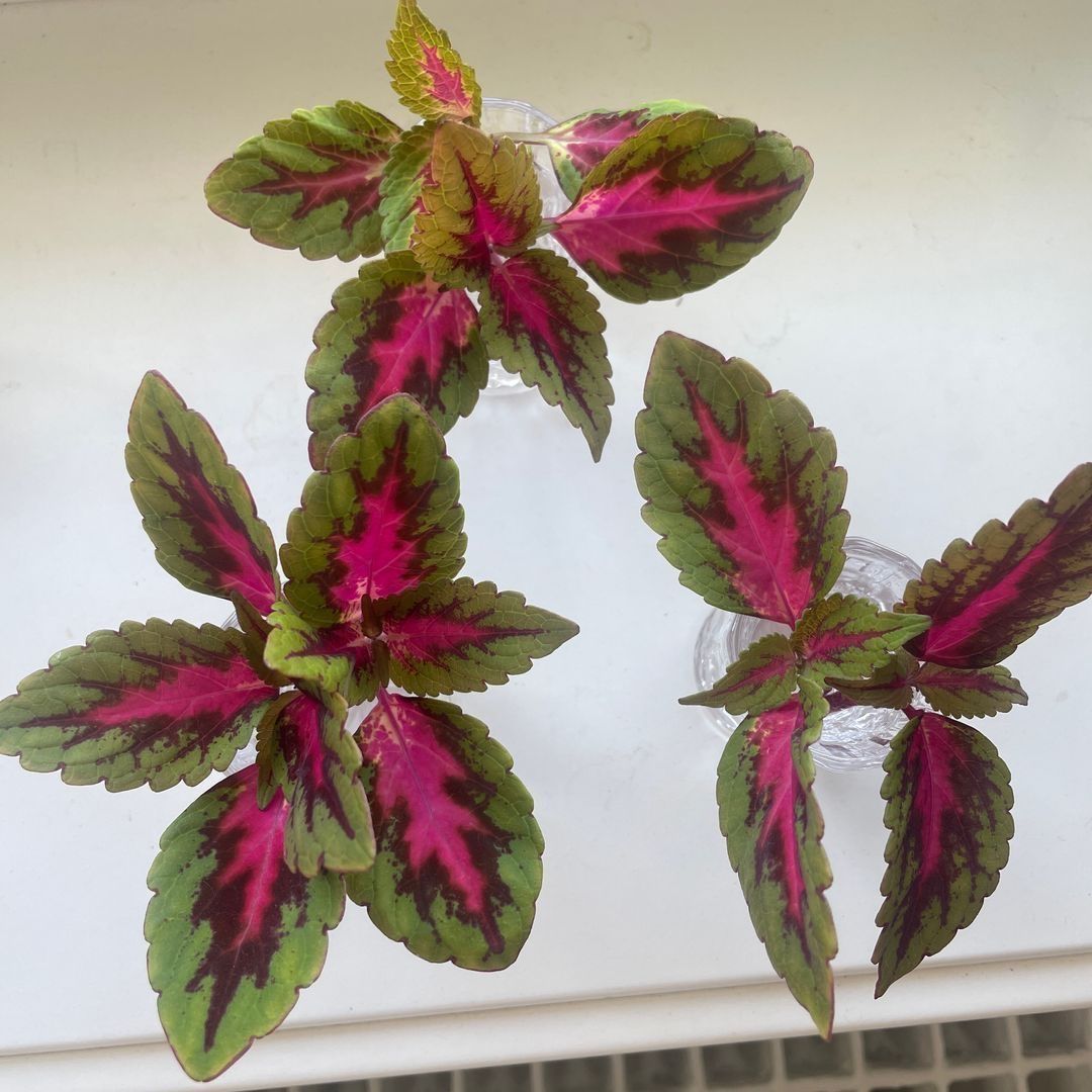 Coleus