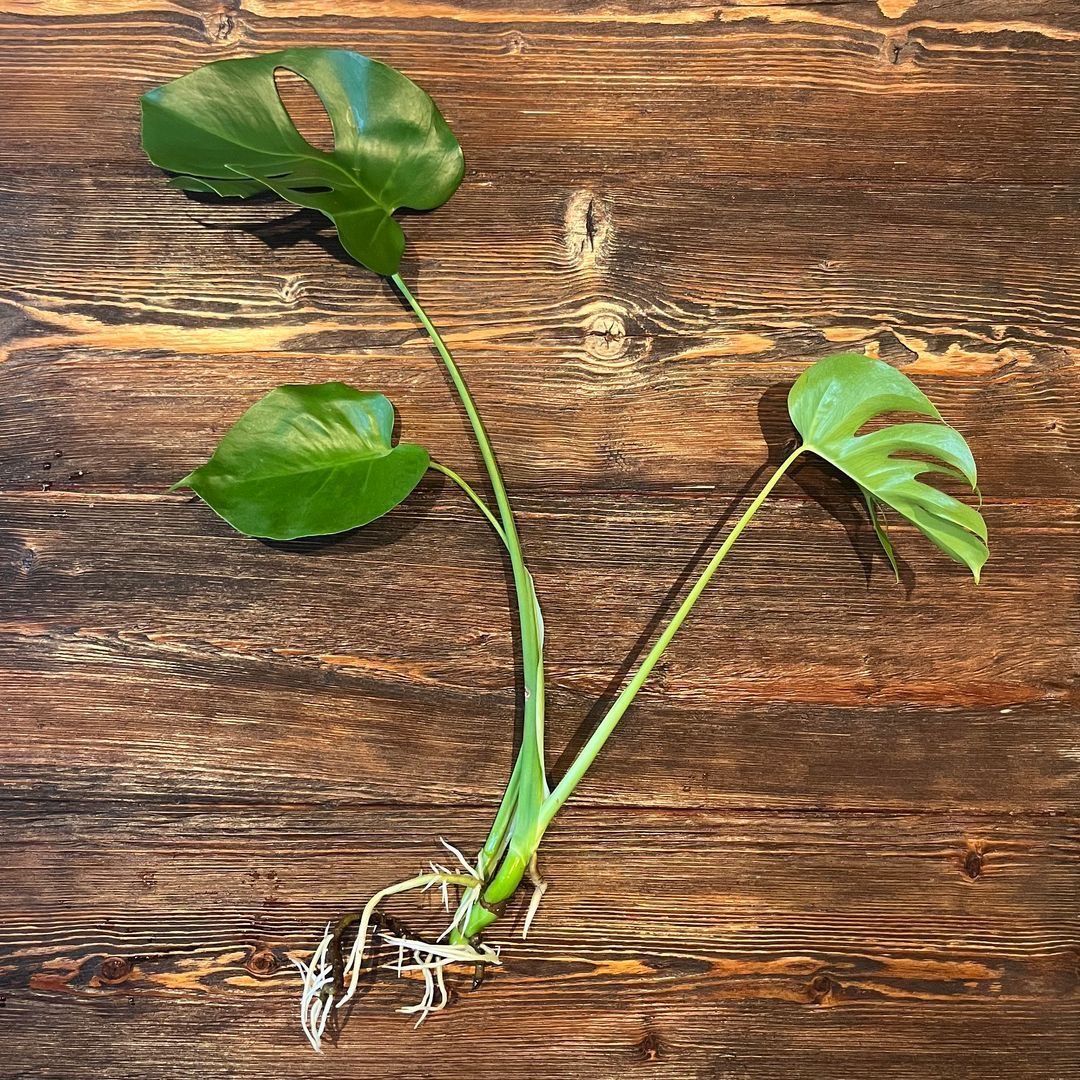 Monstera stikling