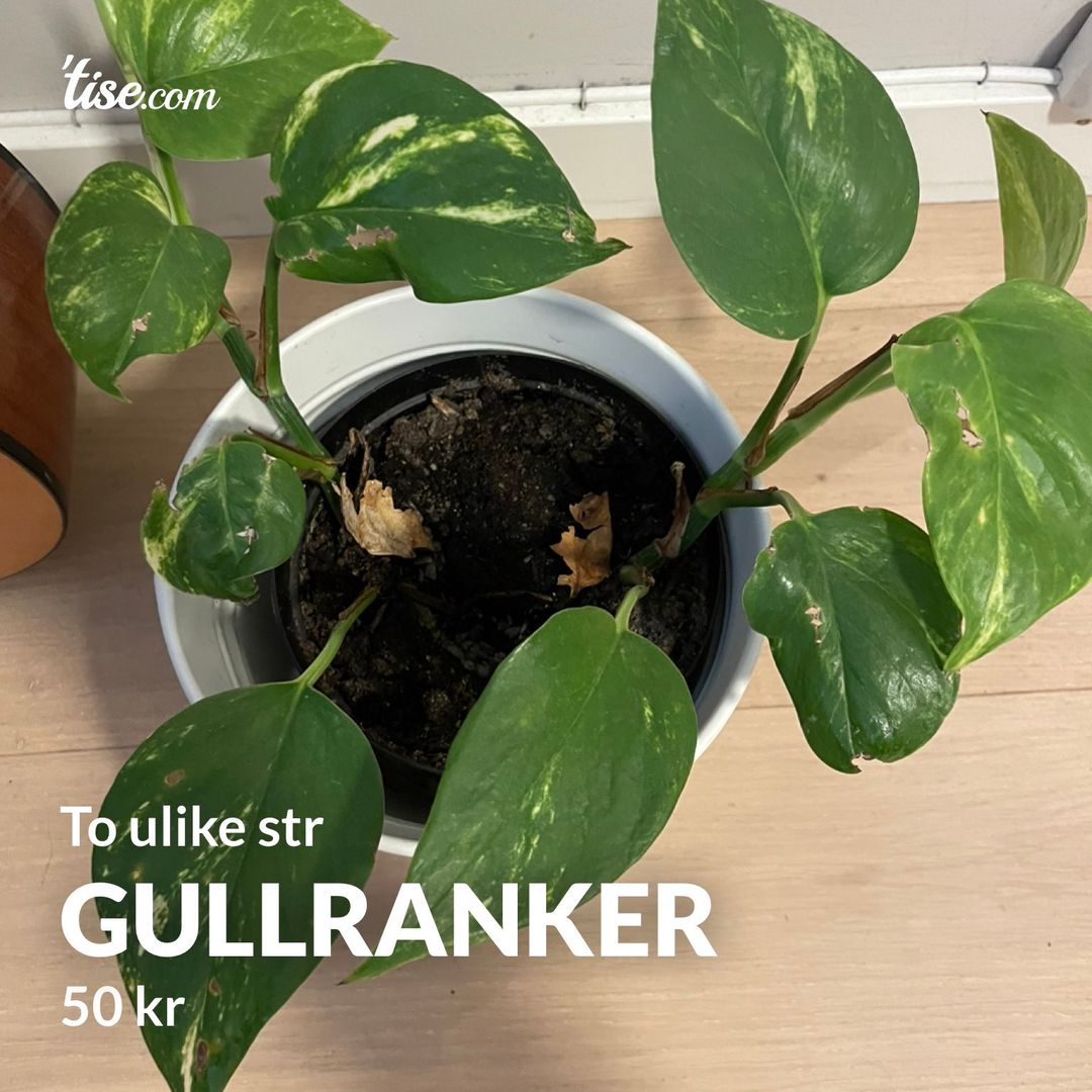 Gullranker