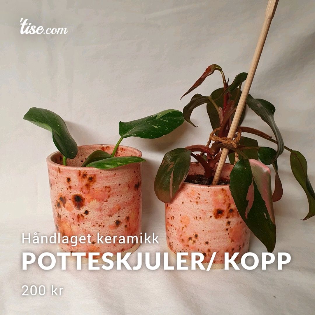 Potteskjuler/ Kopp