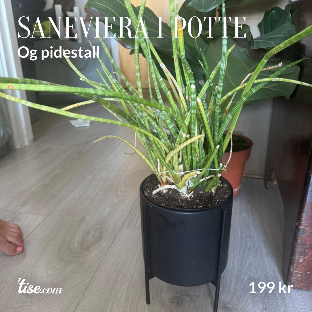 Saneviera i potte