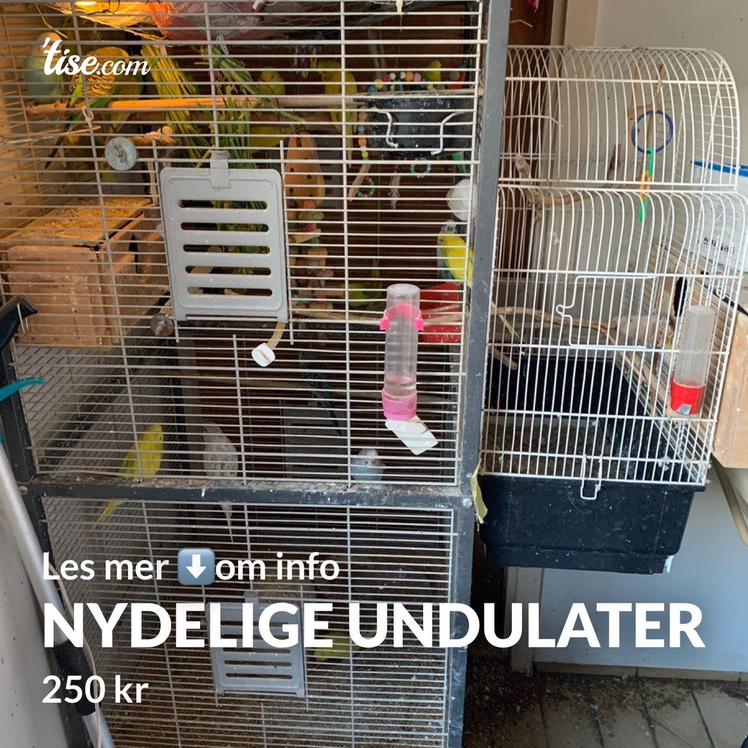 Nydelige undulater