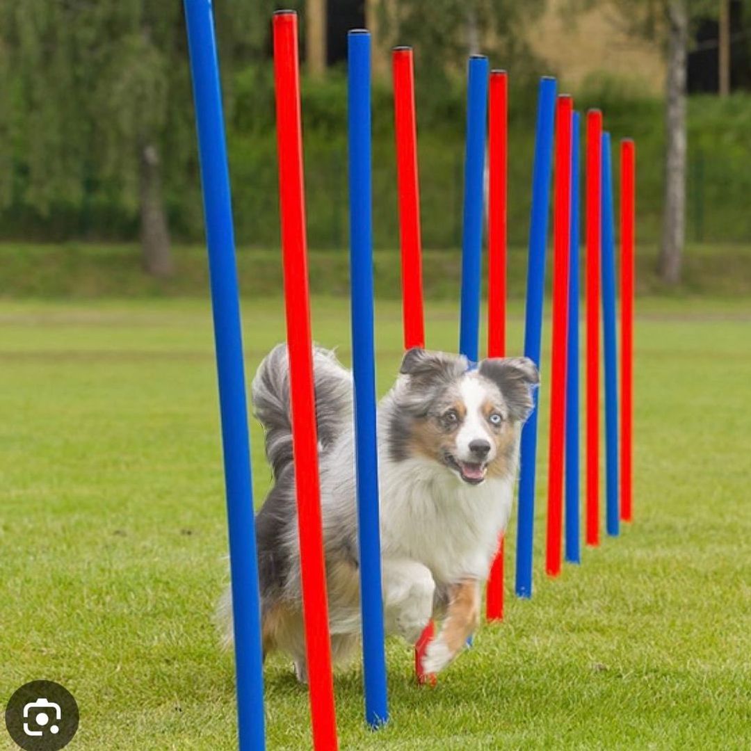 Agility stenger