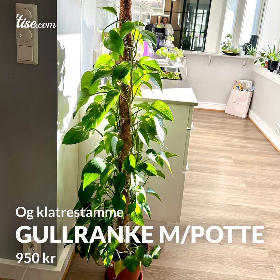 Gullranke m/potte