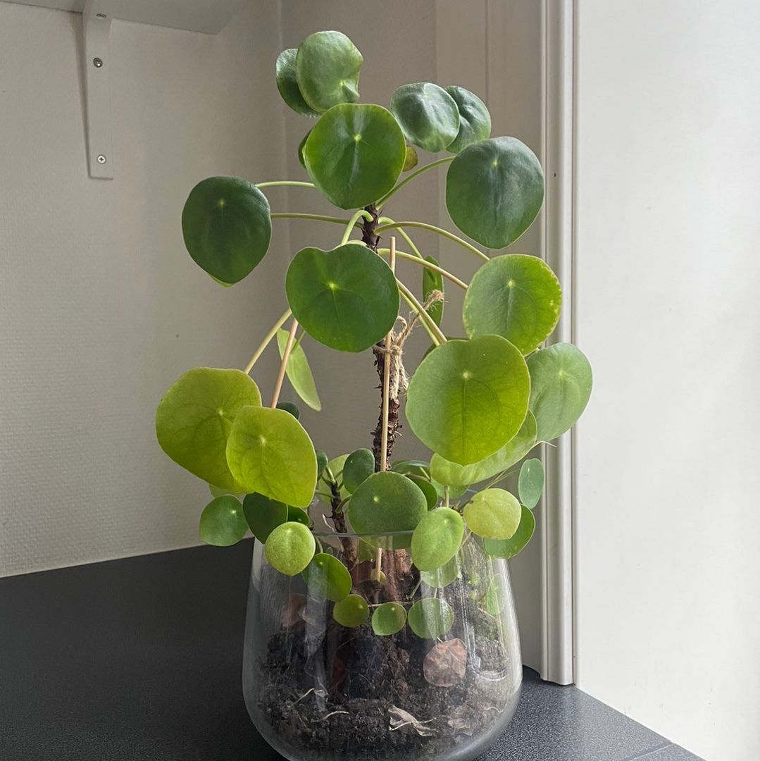 Pilea plante