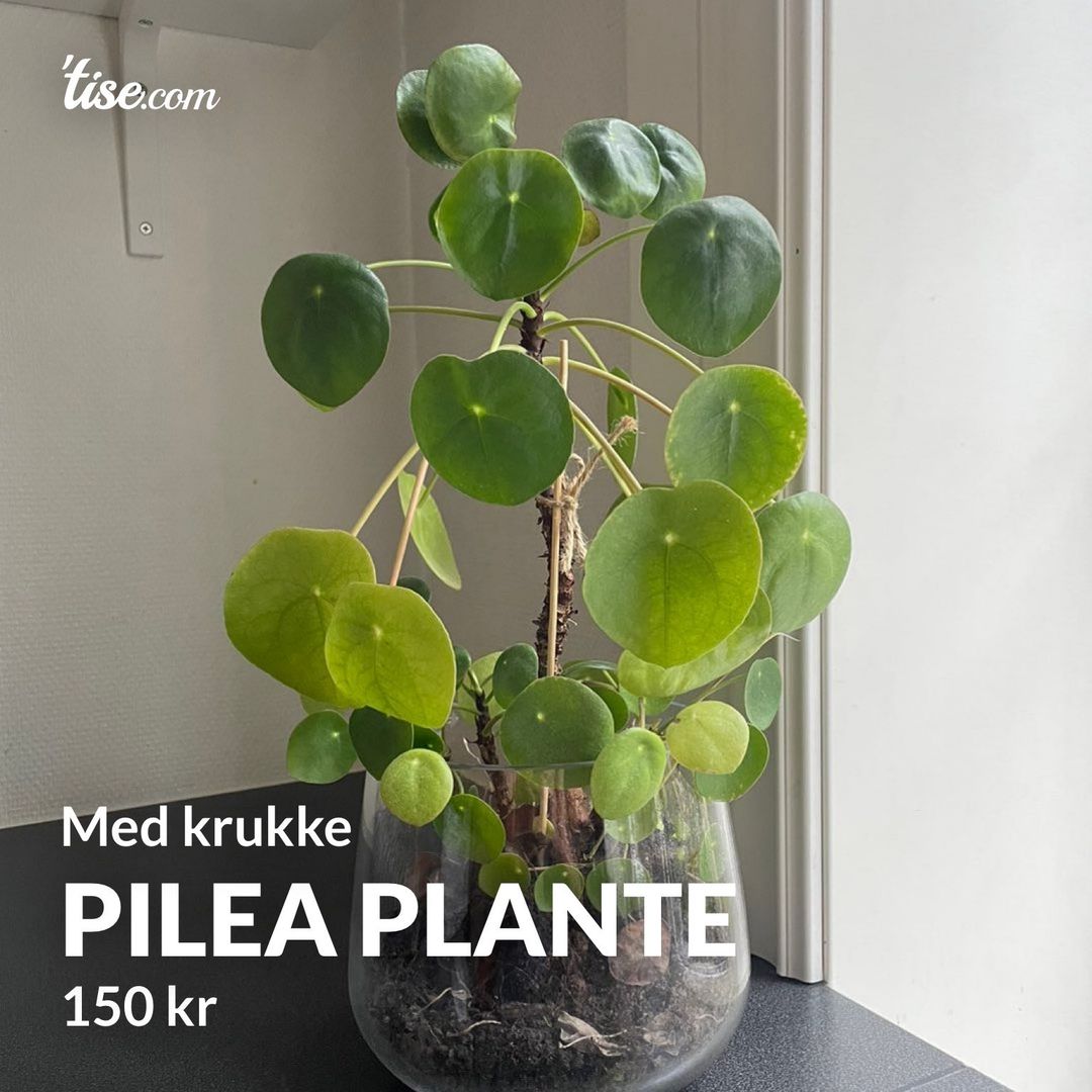 Pilea plante