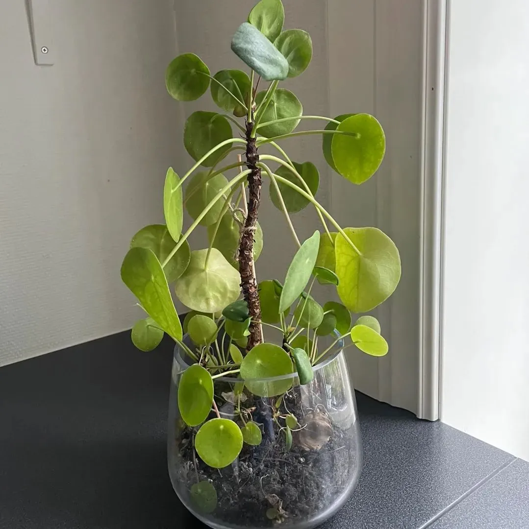 Pilea plante