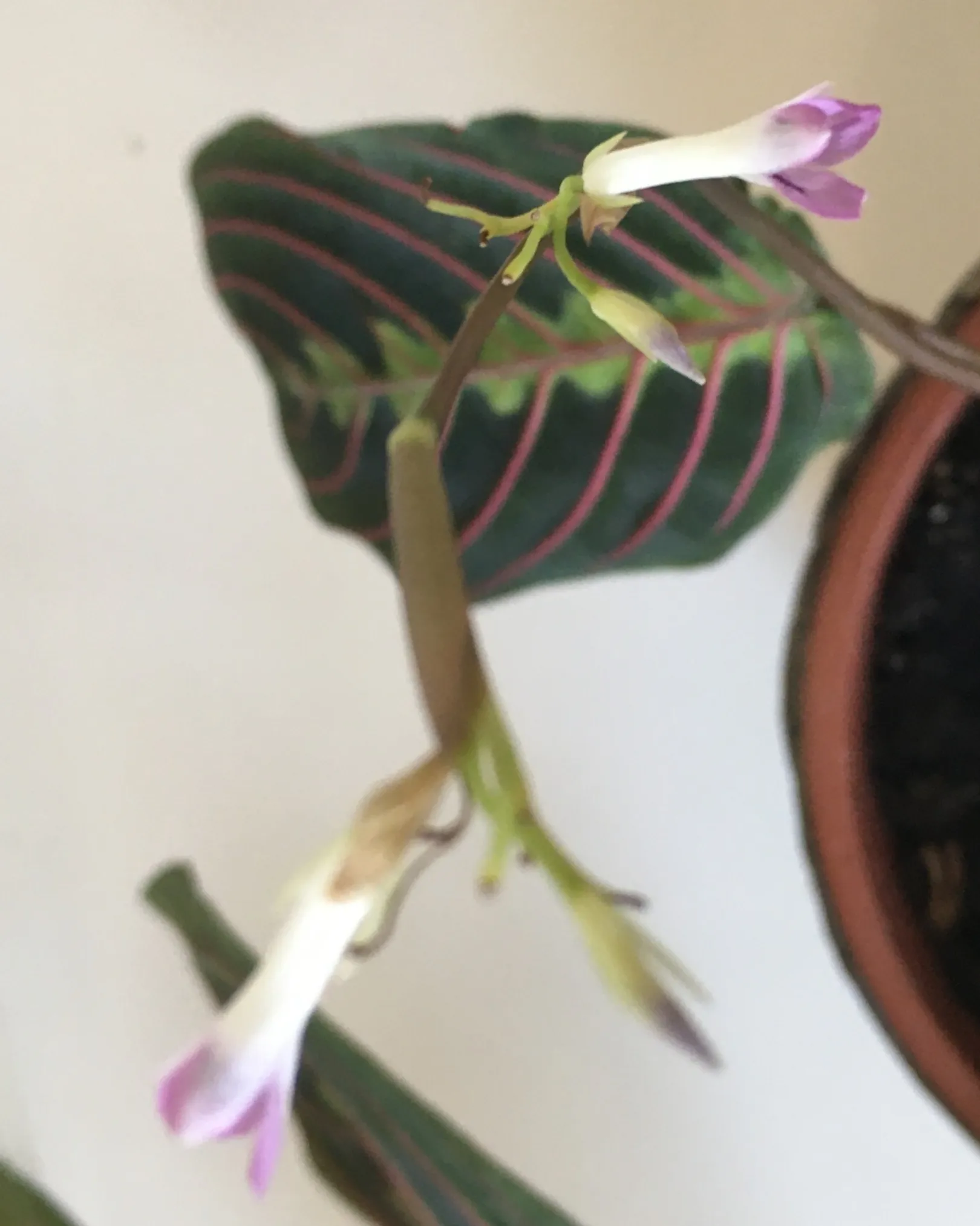 Maranta