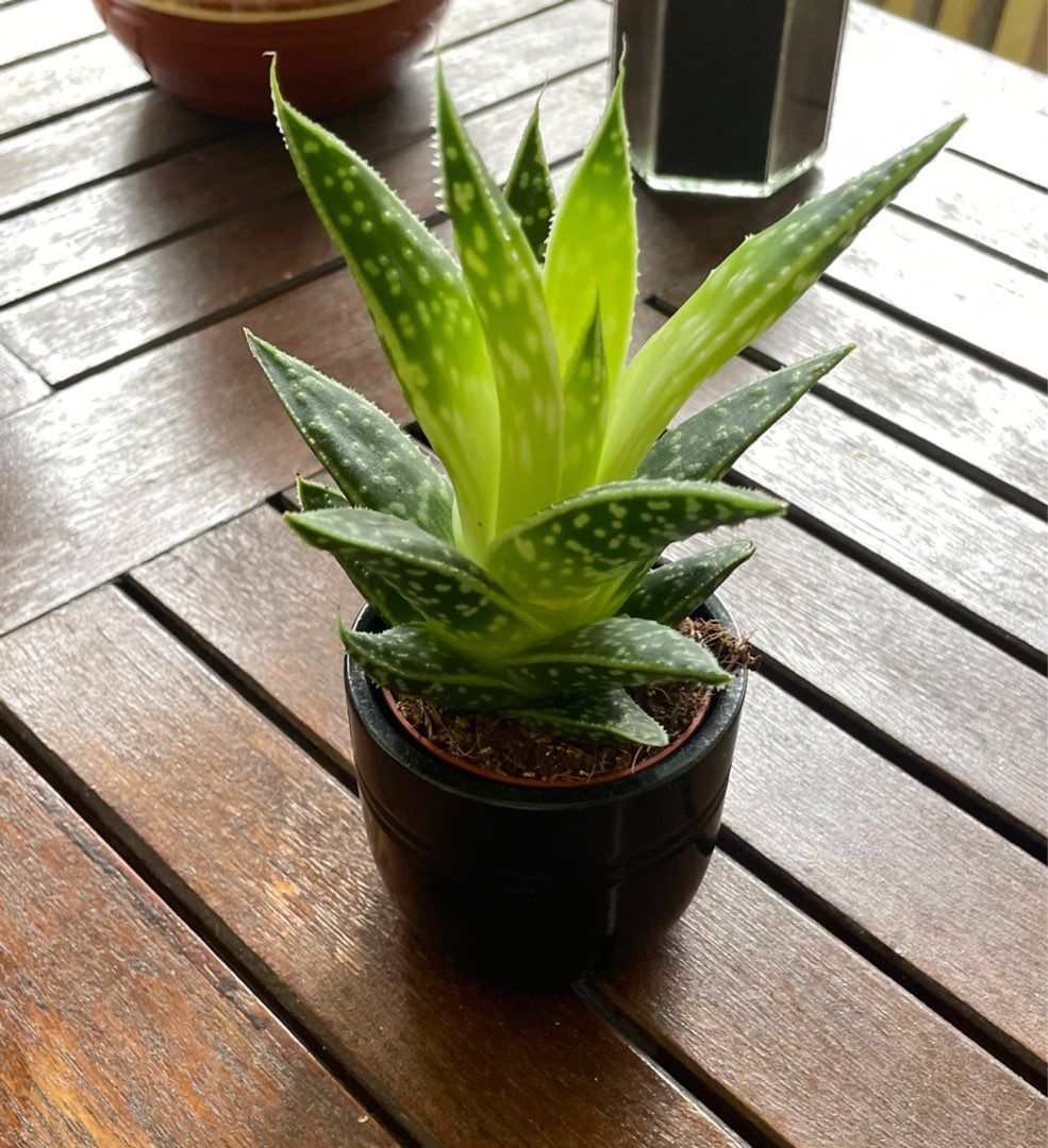 Pieni aloe vera