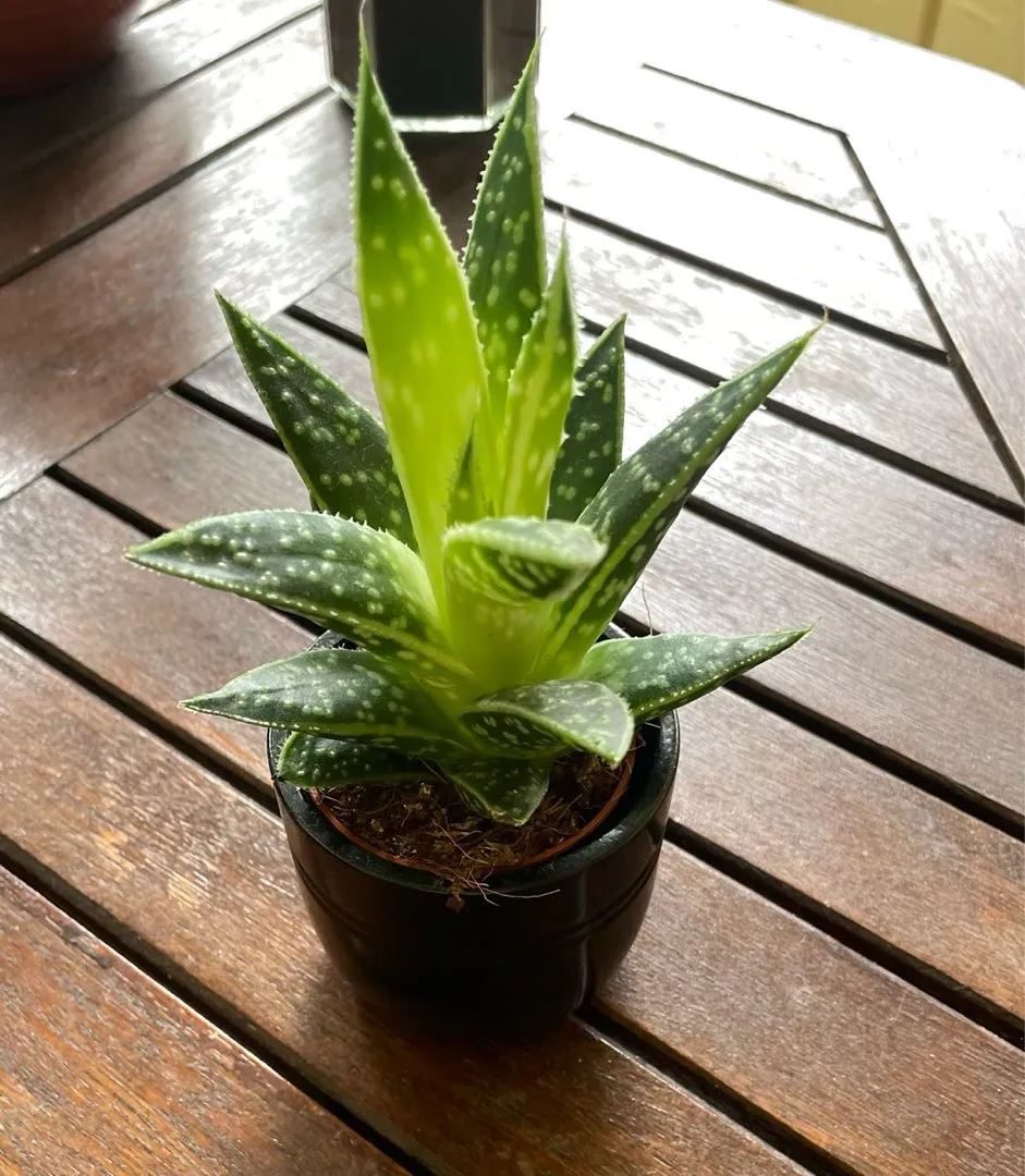 Pieni aloe vera