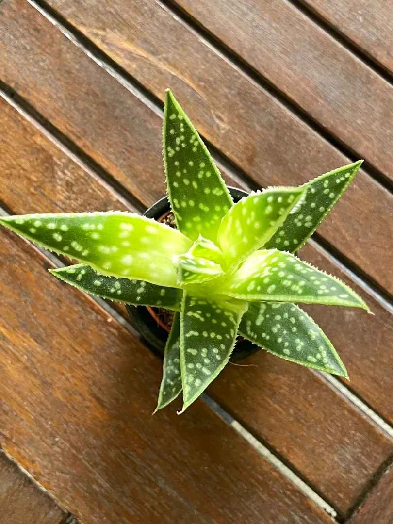 Pieni aloe vera