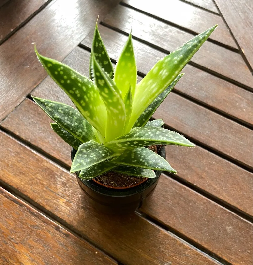 Pieni aloe vera