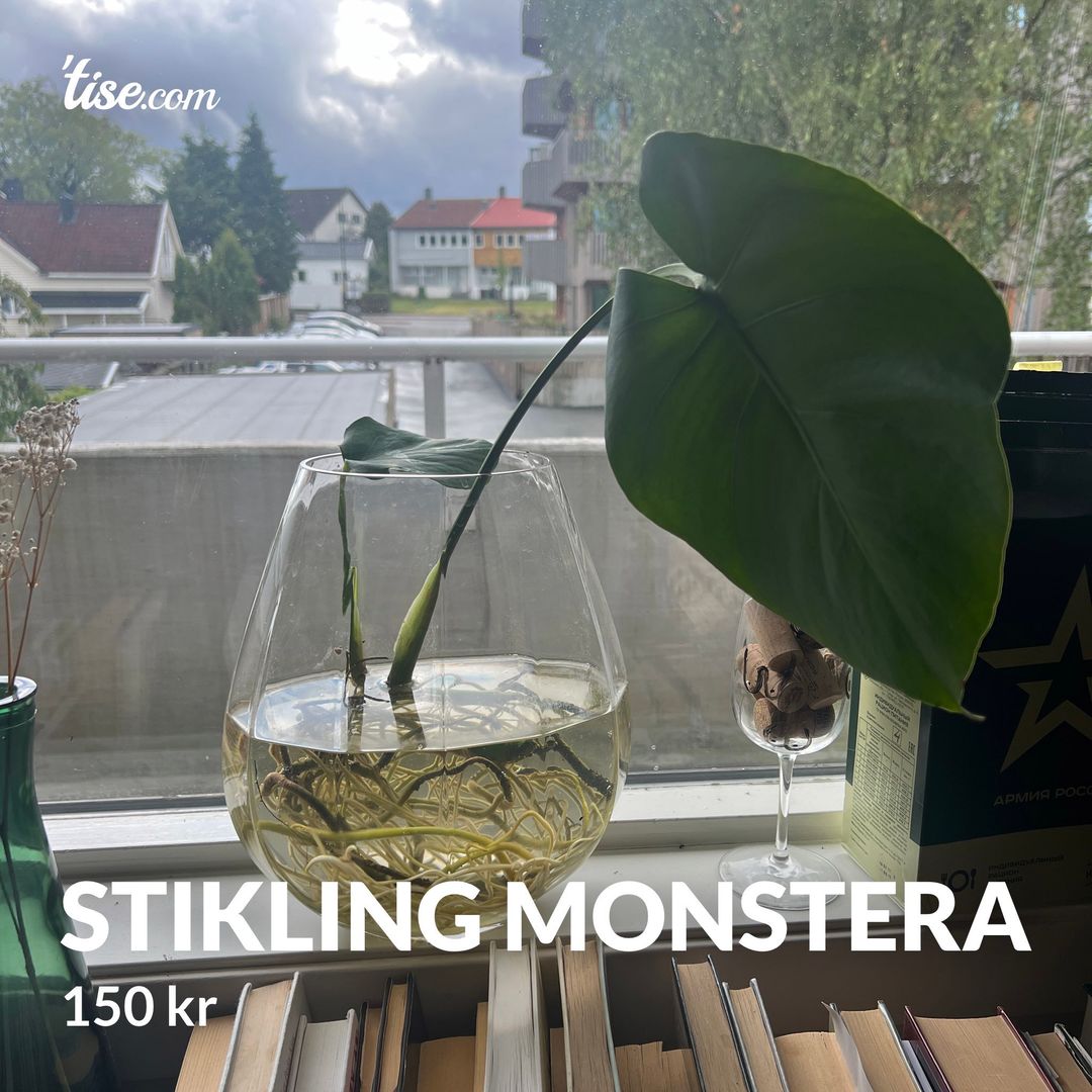 Stikling monstera