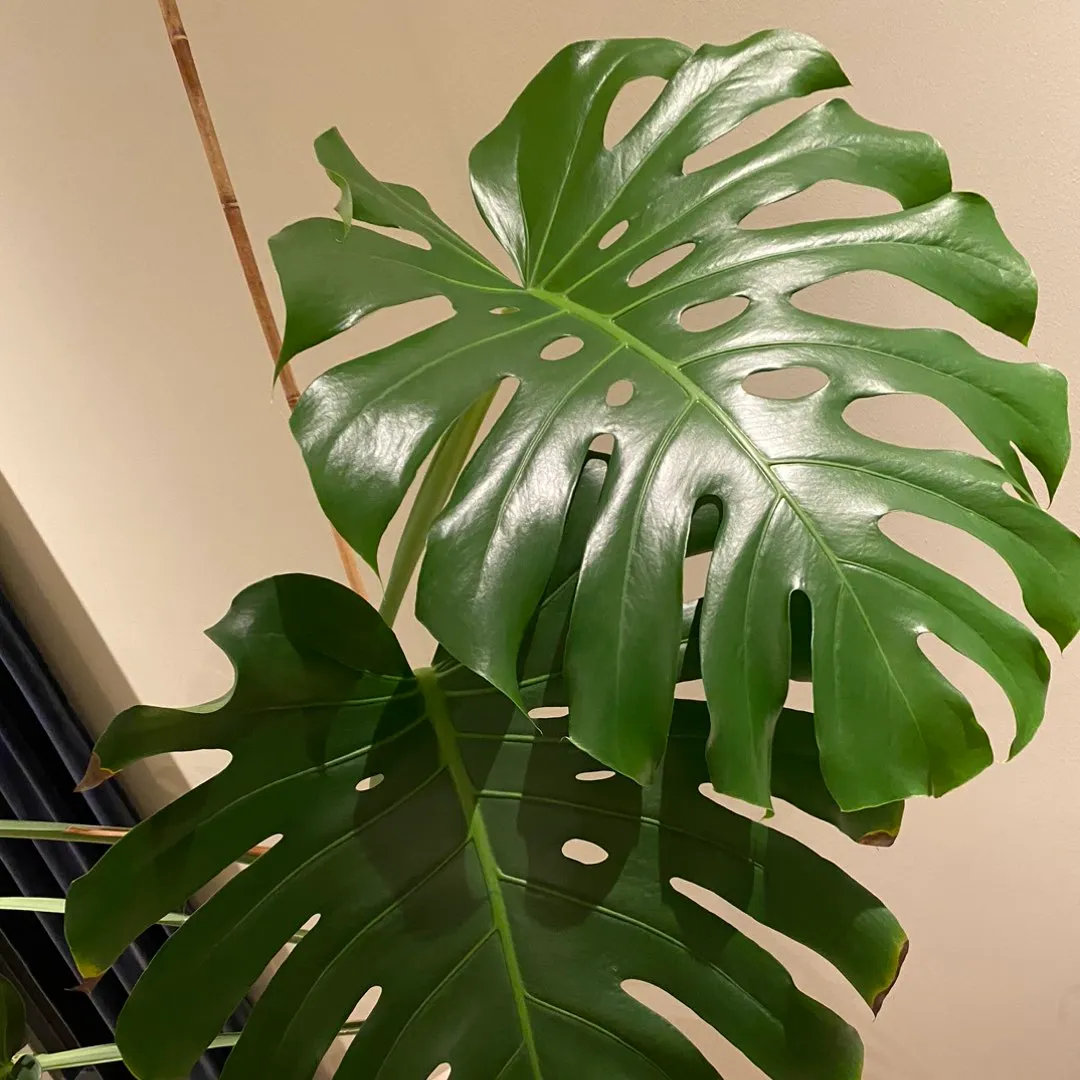 Monstera