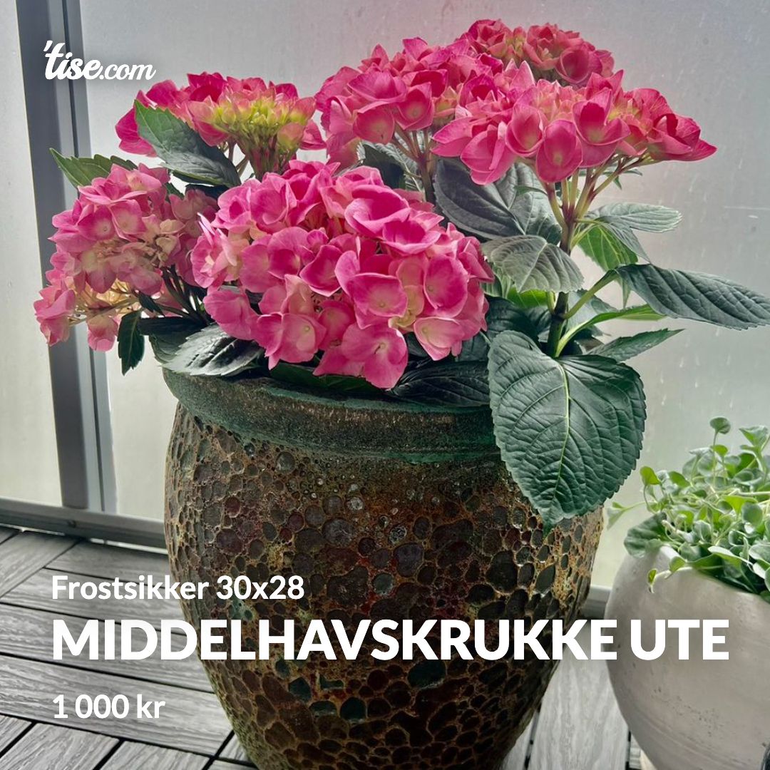 Middelhavskrukke ute