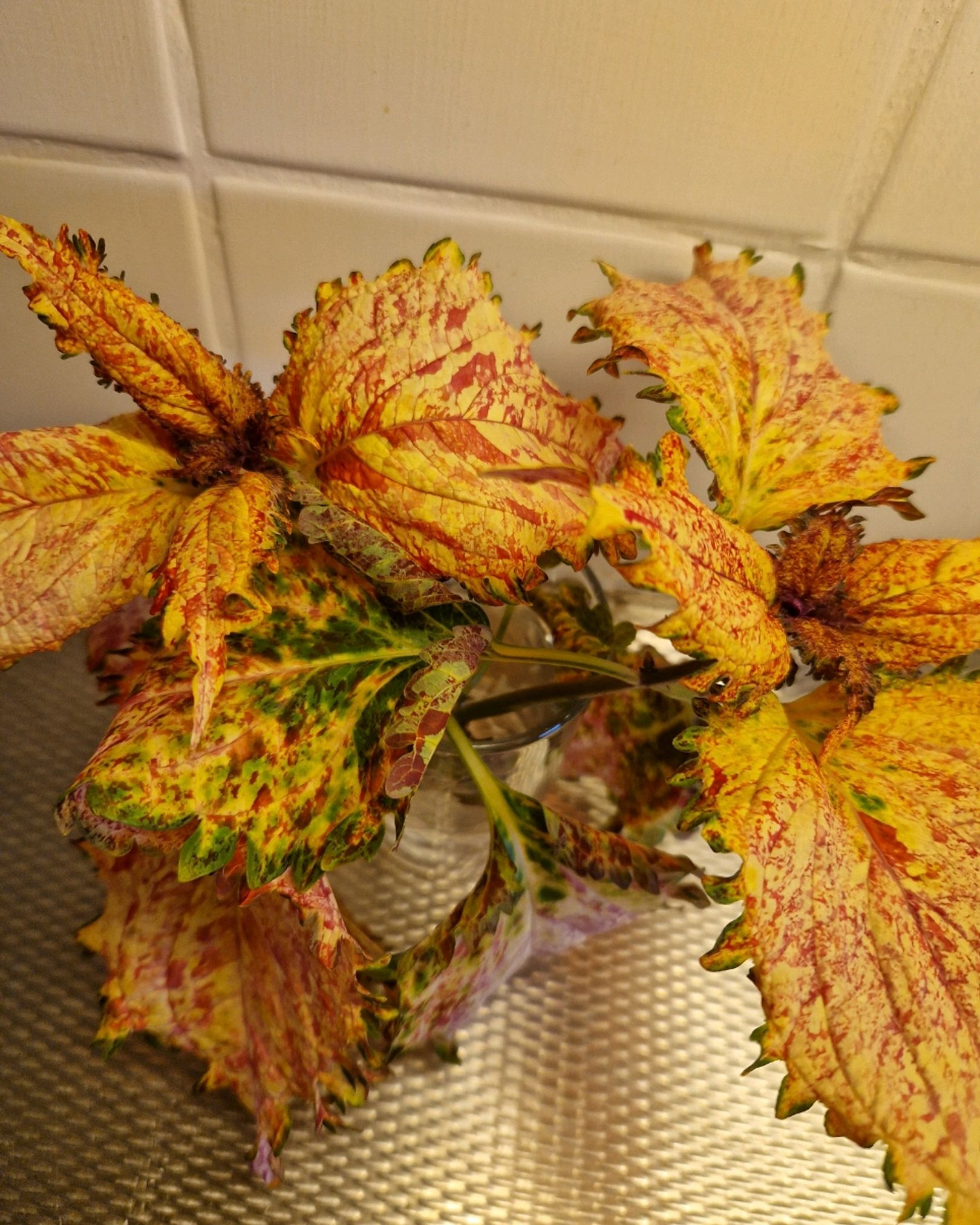 Coleus