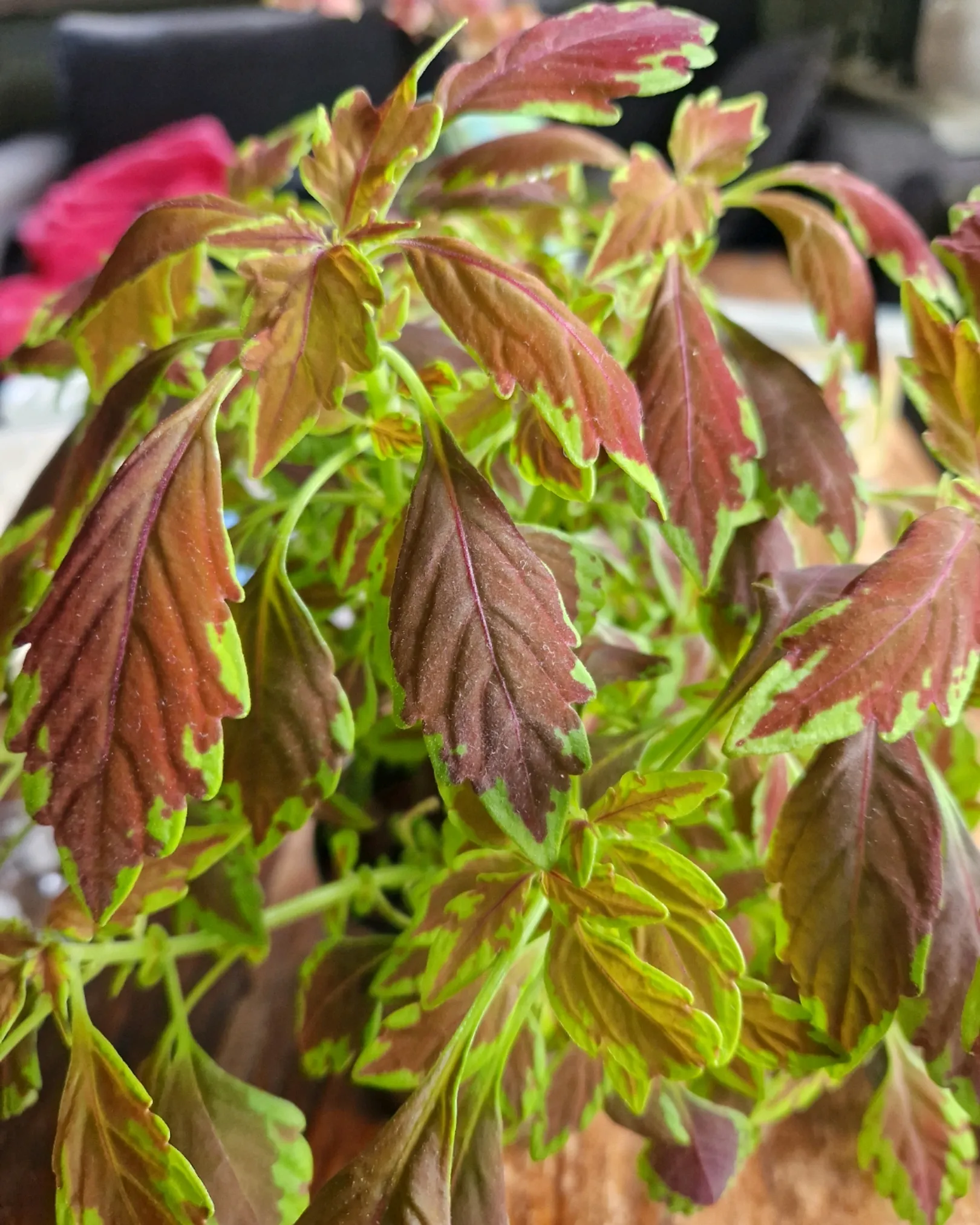 Coleus