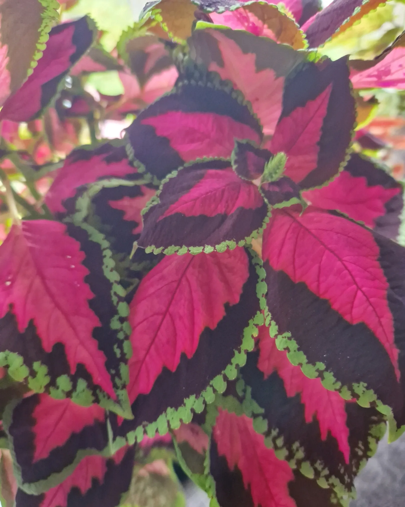 Coleus