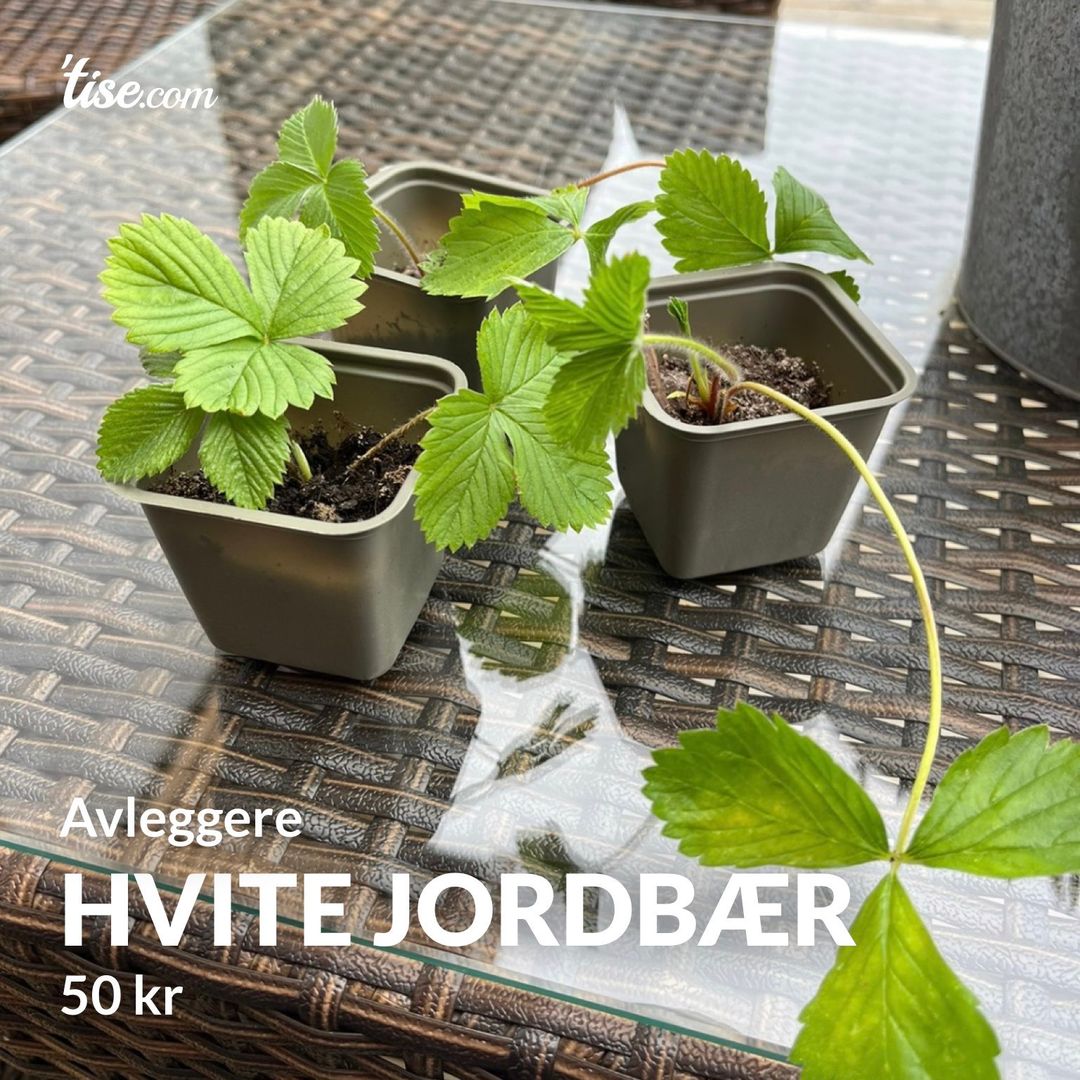 Hvite jordbær