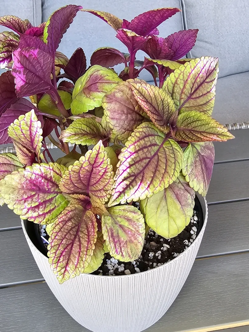 Idun Coleus 🌸