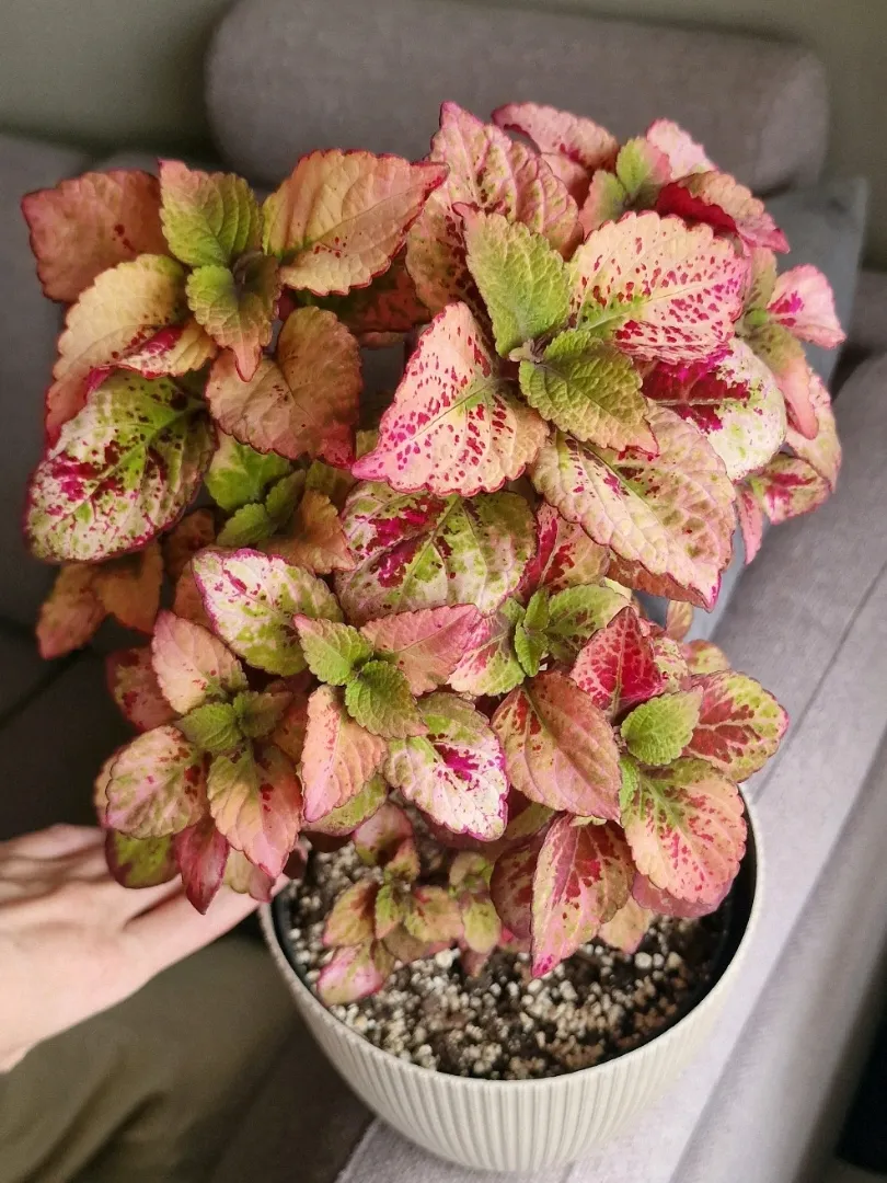 Honey Crisp Coleus🌸