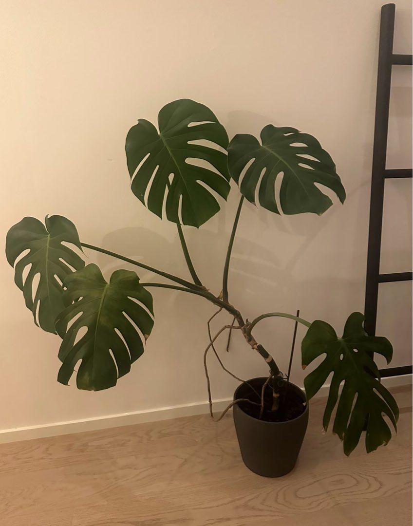 Monstera