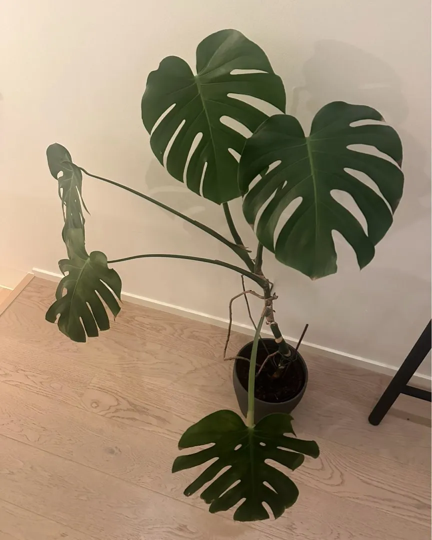 Monstera