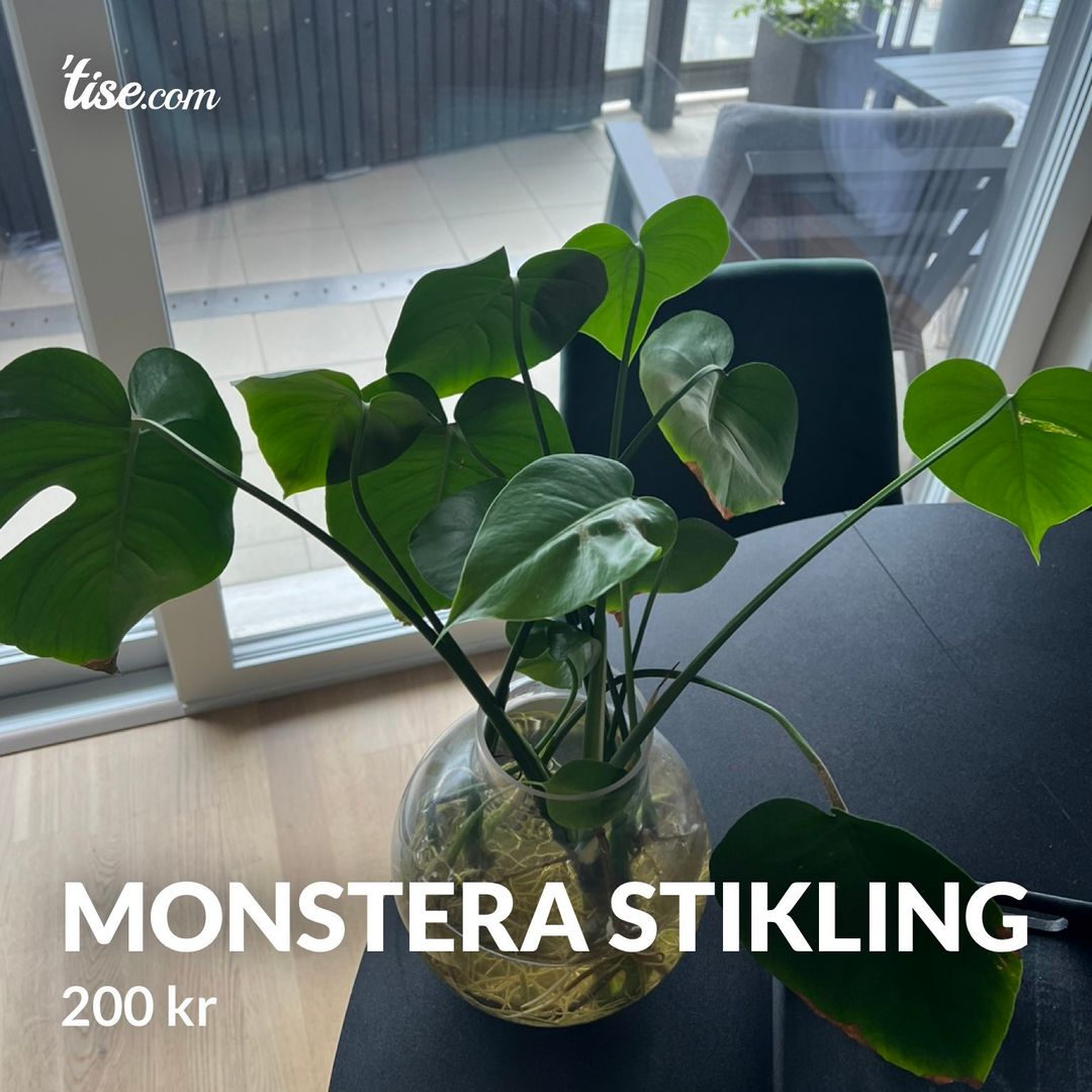 Monstera stikling