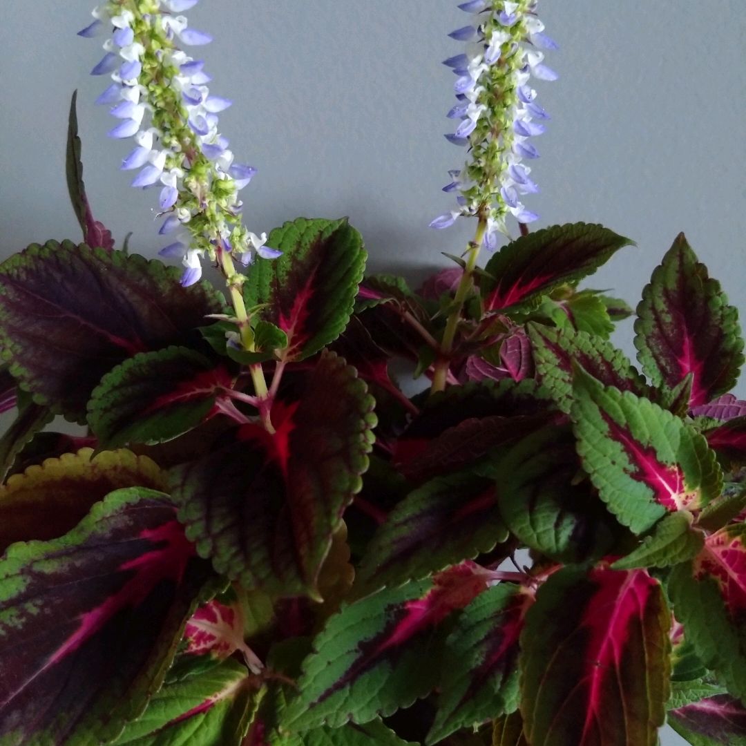 Coleus stiklinger