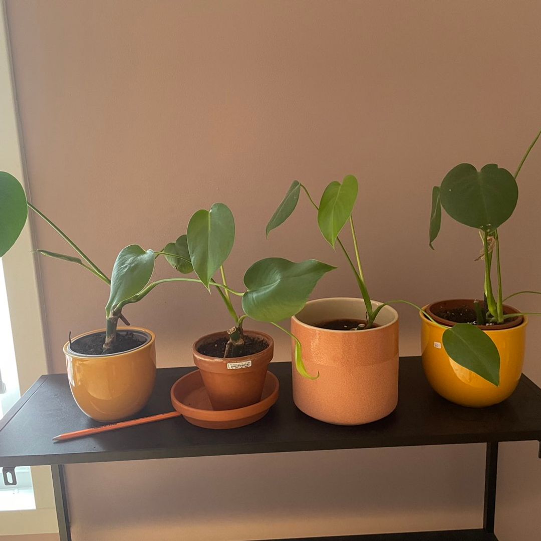 Monstera avleggere