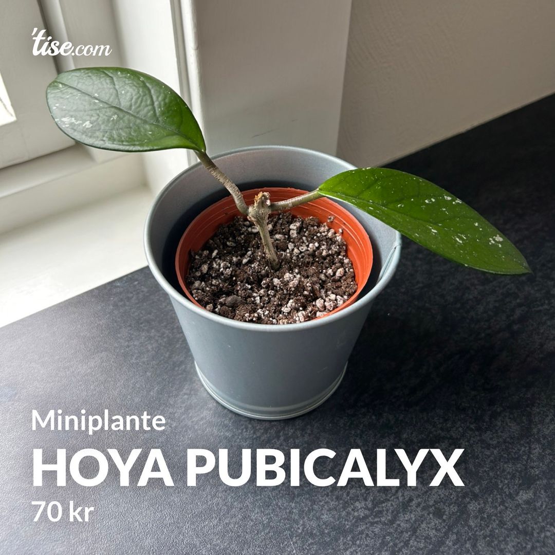 Hoya Pubicalyx