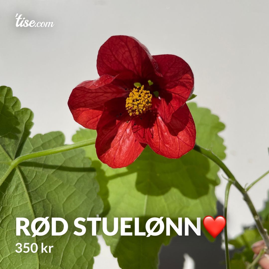 Rød stuelønn❤️