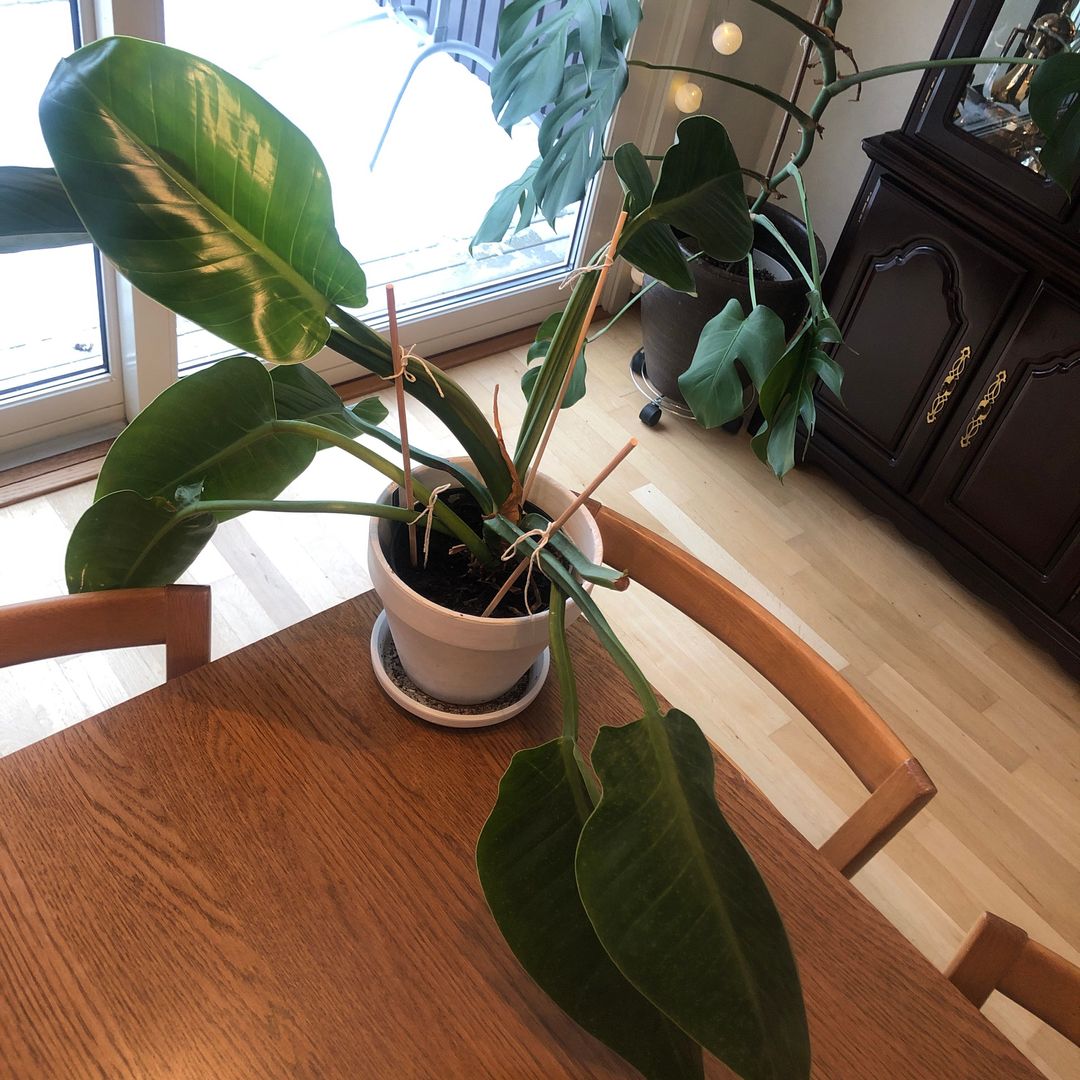 Philodendron