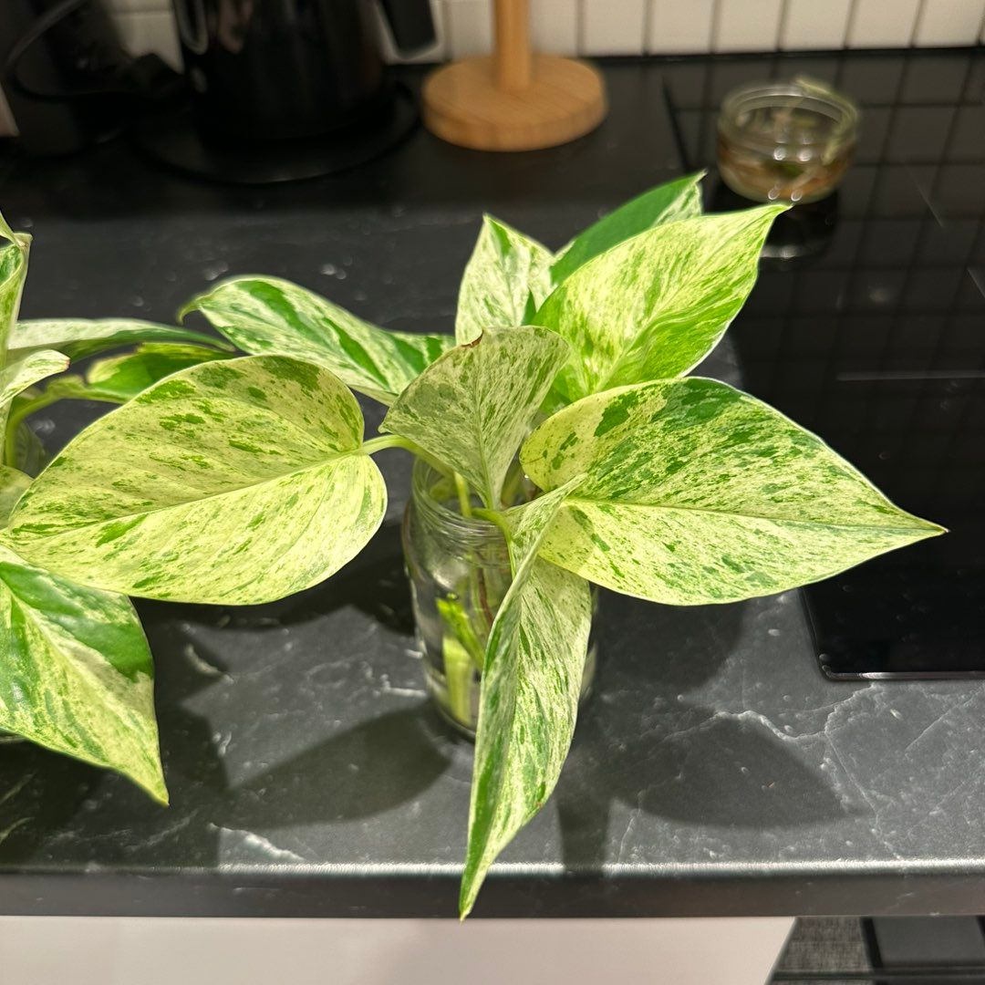 Pothos stiklinger