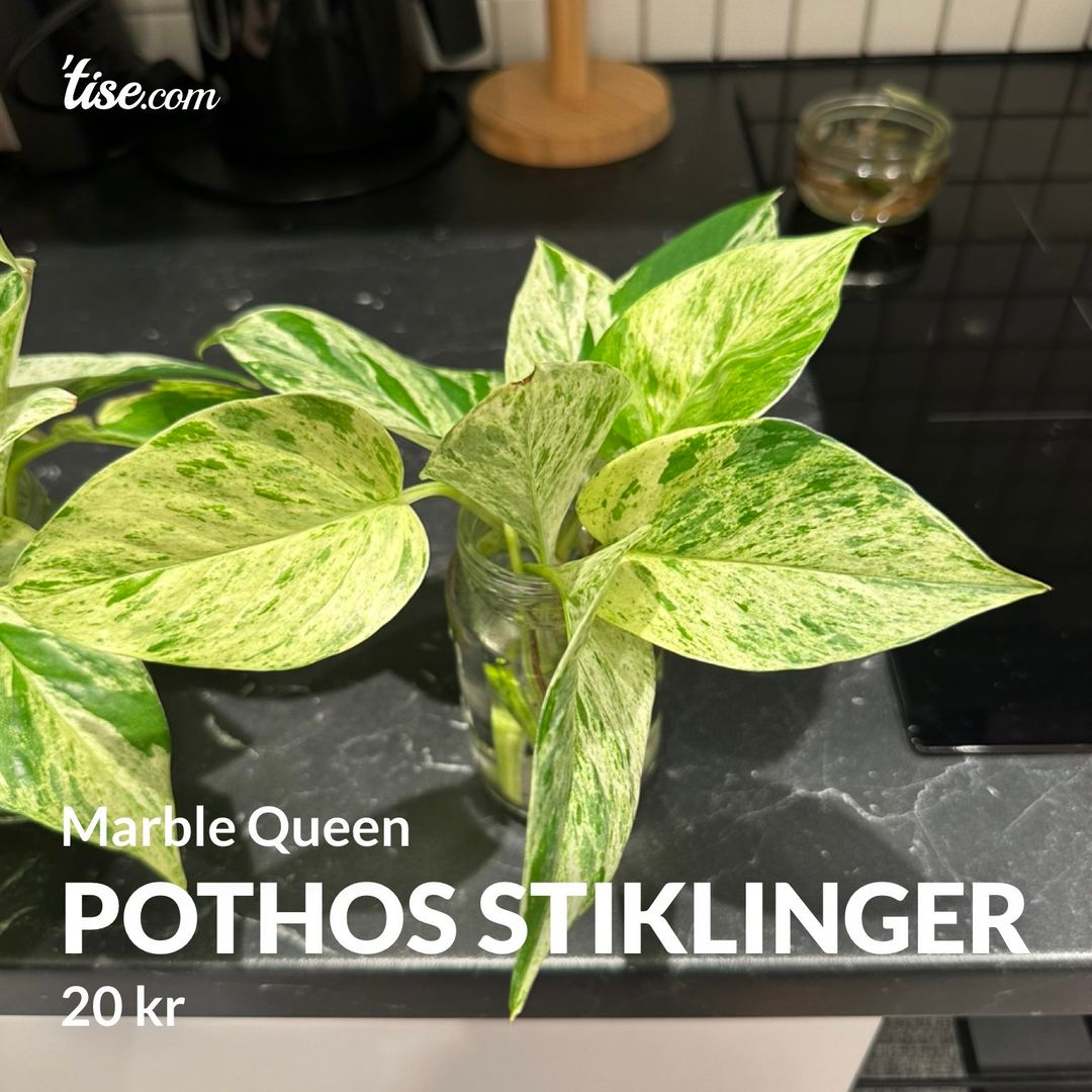 Pothos stiklinger