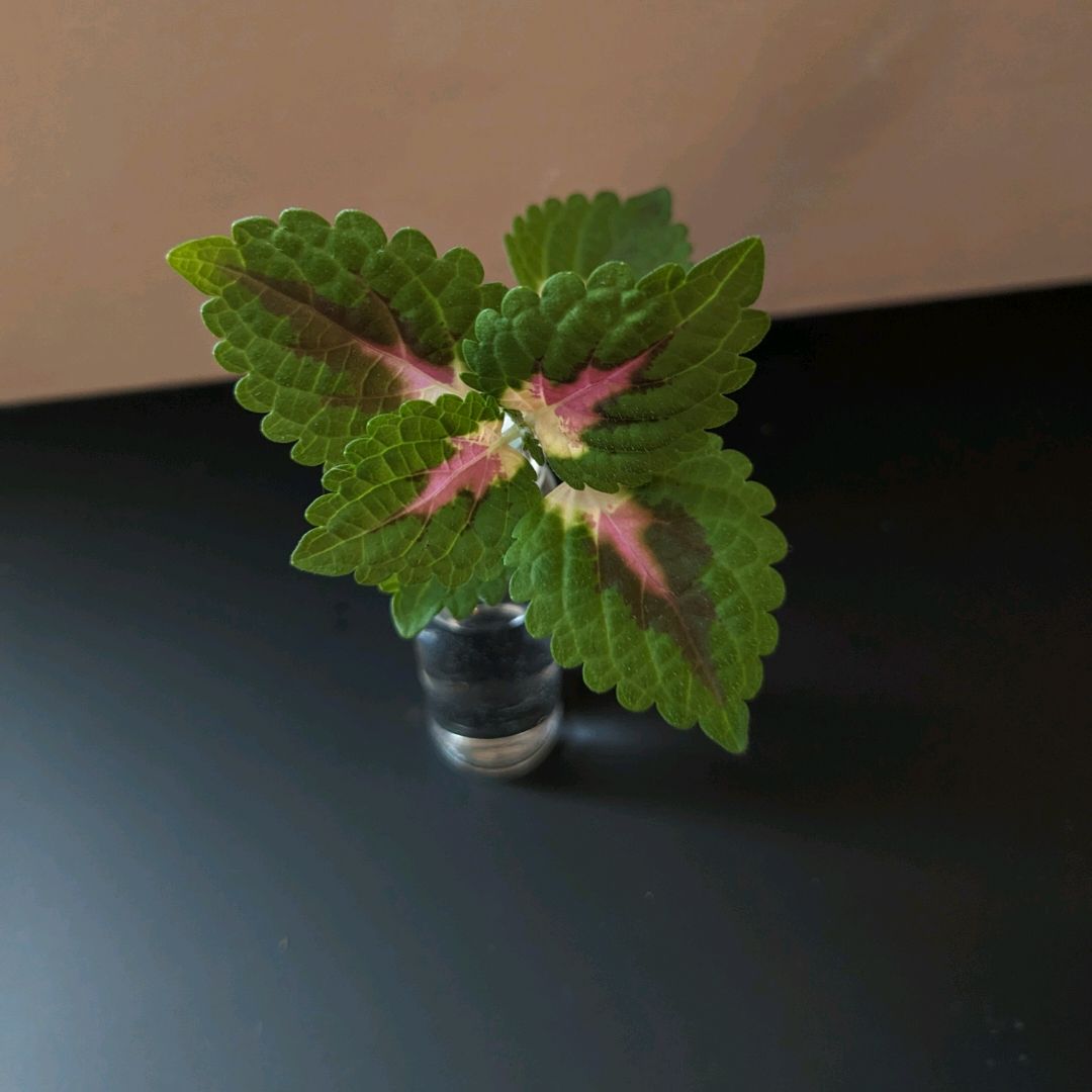 Coleus