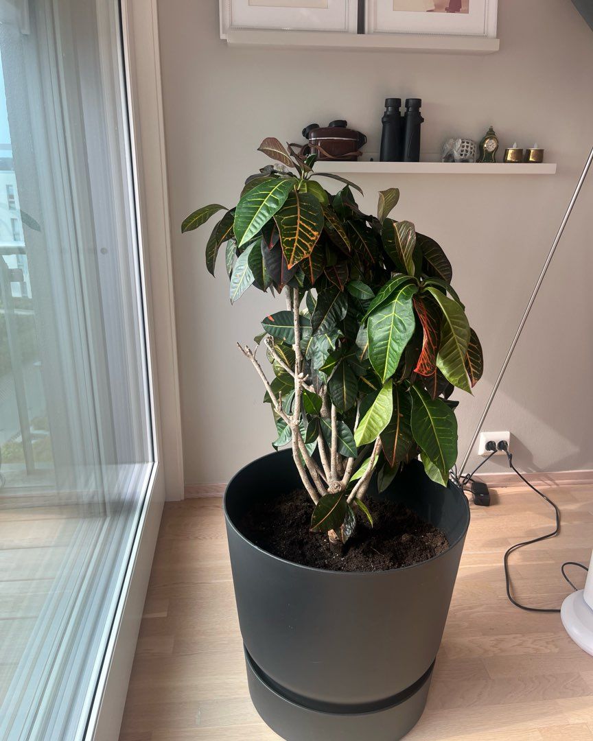 Grønn plante