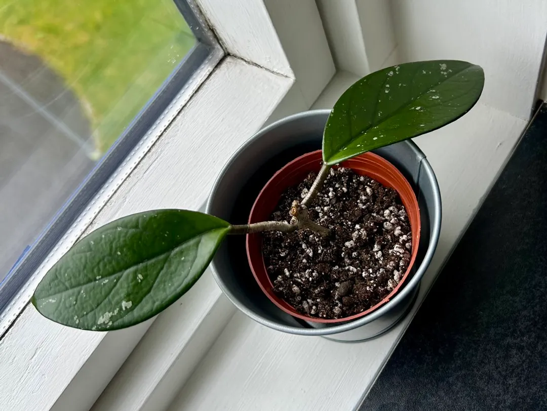 Hoya Pubicalyx